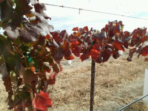 fall-color-vines