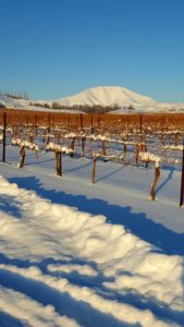 winter viognier